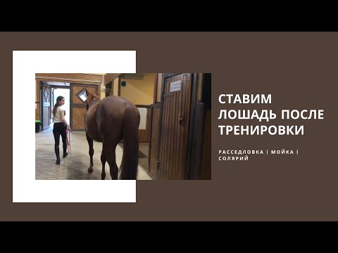 Видео: Ставим лошадь после тренировки