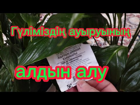 Видео: Спатифиллум ауырғанын белгілері.🌺🌺🌺 Әйел бақыты.#спатифиллум #гүлдер #өсімдік