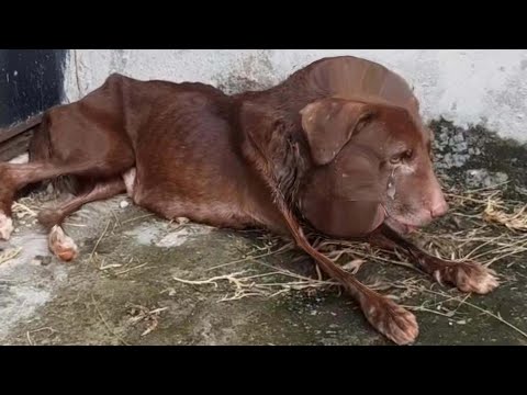 Видео: Ее крошечное тело дрожало от боли, пока добрые руки не дали ей второй шанс жить!