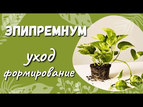 Видео: Эпипремнум: Советы по уходу за молодым растением