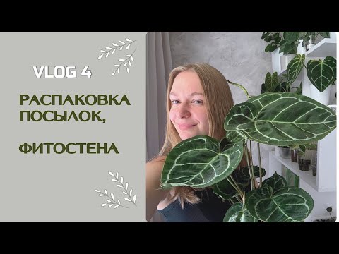 Видео: ЦВЕТОЧНЫЙ ВЛОГ 4 || НЕУДАЧНАЯ ПОСЫЛКА || АНТУРИУМ