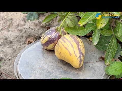 Видео: Секрети вирощування пепіно