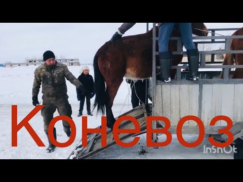 Видео: СКОТОВОЗ:::КОНЕВОЗ.