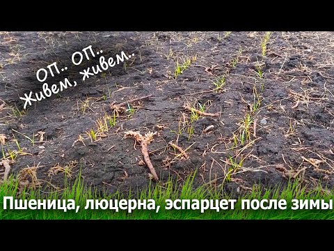 Видео: Пшеница, люцерна, эспарцет после зимы