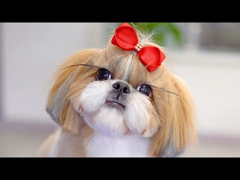 Видео: Прекрасная Ши-тцу!✂️❤️🐶Она подстриглась и полностью преобразилась!!