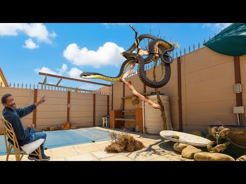 Видео: ОГРОМНАЯ смертоносная змея на дереве