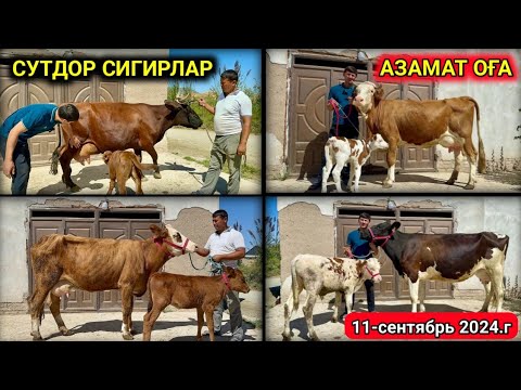 Видео: ОНА БОЛА СУТДОР СИГИРЛАР ЗЎРЛАРИ СОТИЛАДИ !!! АЗАМАТ ОҒАНИ ФЕРМАСИ ЯНГИАРИҚ 12-сентября 2024 г.