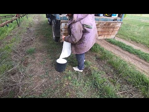 Видео: 🚜 Підживлення ячменю 🌾