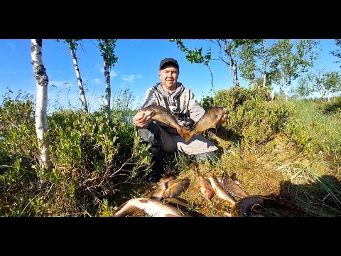 Видео: Вот это мы попали на раздачу окуней. Окуневое эльдорадо.