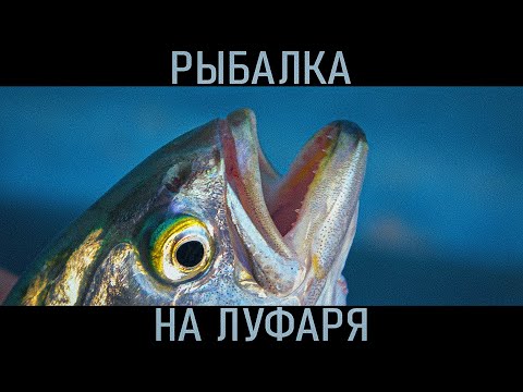 Видео: Рыбалка на луфаря