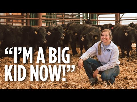 Видео: Отъем телят: почему это важно и как мы это делаем!