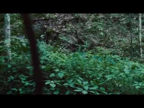 Видео: Голодные игры. Музыкальные