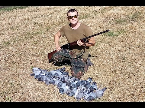 Видео: Охота на голубя 2020/патрон №9 24 грамма!