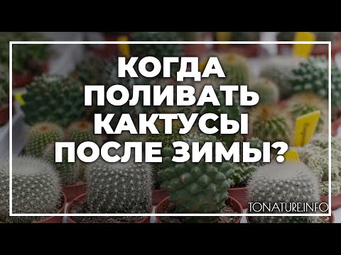 Видео: Когда поливать кактусы после зимы? | toNature.Info