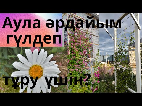 Видео: Аула әр дайым гүлдеп тұру үшін, қандай өсімдіктерді роза гүлімен араластырып егеміз?