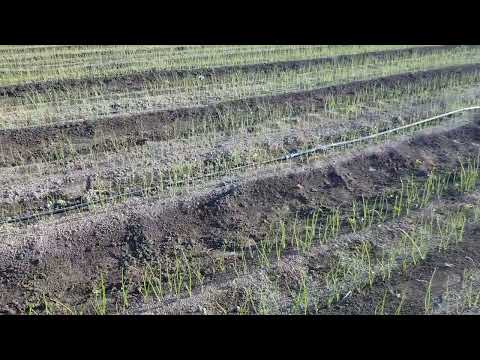 Видео: Удобрения на лук.