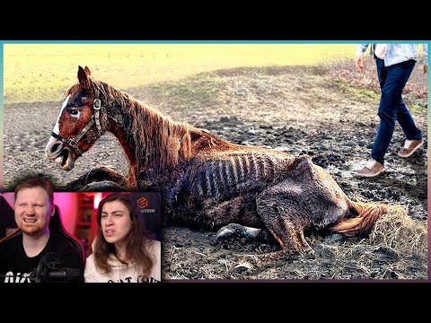 Видео: Эти Животные ЗВАЛИ на ПОМОЩЬ! | РЕАКЦИЯ на Интересные Факты