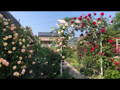 Видео: Мить чарівна зупинись!!!!