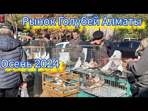 Видео: Рынок Голубей Алматы осенний репортаж  03 ноября 2024. #голуби #pigeon