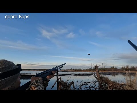 Видео: Benelli Vinci на охоте на Колыме в Якутии. 2 часть