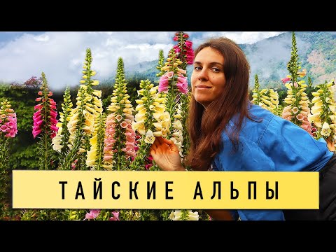 Видео: Почему сюда никто не едет? Чем удивил север Тайланда? Клубника или рис?