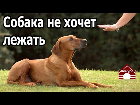 Видео: 250. Собака не хочет лежать. Что делать, если собака не ложится по команде?
