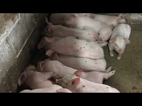 Видео: Выкормила 27 поросят за 32 дня/Не едят свиноматки после опороса,Почему?