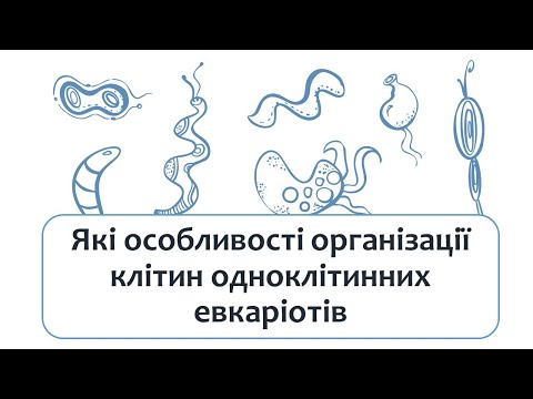 Видео: Біологія 7 клас (Балан). §10 Які особливості організації клітин одноклітинних евкаріотів