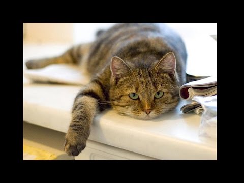 Видео: Как избавиться от лени