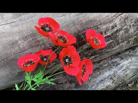 Видео: ABC TV | Как сделать цветок мака из гофрированной бумаги №1 — Уроки рукоделия