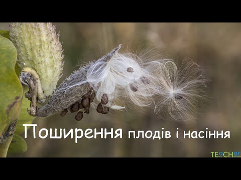 Видео: Поширення плодів і насіння