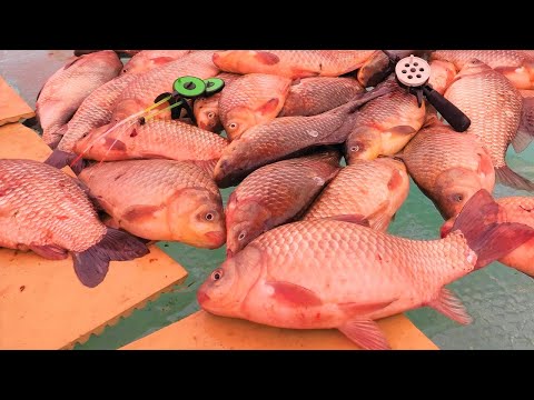 Видео: ПЕСЕЦ ЖОР!! КАРАСИ ПО-ЛОКОТЬ, КРУПНЫЙ ЛЕЩ.. Зимняя рыбалка на удочки