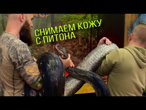 Видео: Помощь с линькой Big Mama