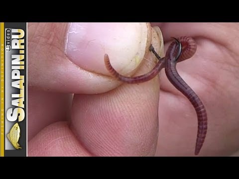 Видео: Как насадить на крючок мотыля, опарыша, червя [salapinru]