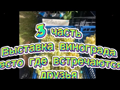 Видео: 16.09.2023 г. Гомель Выставка винограда Беларусь. 3 день белорусского винограда. Часть 3/3