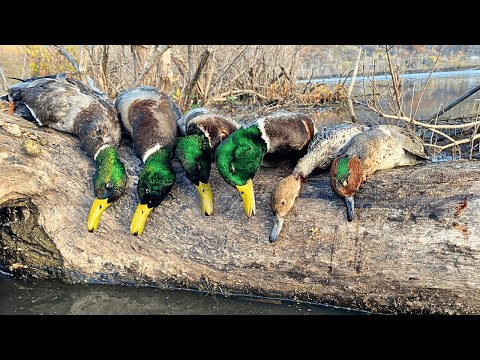 Видео: Охота на уток на каноэ в Миссисипи (река Соло) с ограничением {Охота, уборка, приготовление пищи}