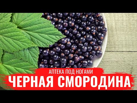 Видео: ЧЕРНАЯ СМОРОДИНА / Нюансы сбора и заготовки / Настои / Лечебные св-ва / Аптека под ногами