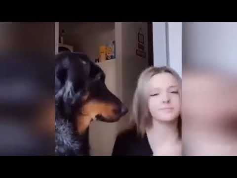 Видео: Приколы с котами смешные😹😹😹