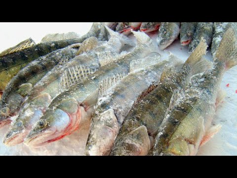 Видео: ЭТО РЫБАЛКА МЕЧТЫ! БЕШЕНЫЙ КЛЁВ и ЖОР СУДАКА на водохранилище, ловля СУДАКА на РАТТЛИНЫ