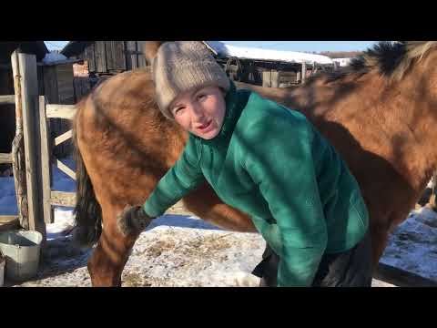 Видео: КАК МЫ СНИМАЕМ ШЕРСТЬ НОЖОВКОЙ ПО МЕТАЛУ С ЛОШАДИ