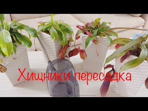 Видео: Хищники пересадка