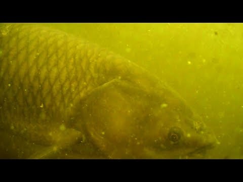 Видео: Трофейная Подводная охота на Белого Амура. Река Днепр 2017