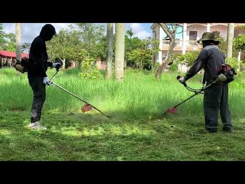 Видео: Невероятно красивое преображение заросшей лужайки на школьном дворе – удивительно приятно