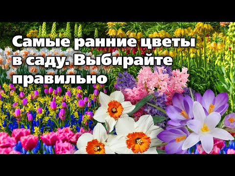 Видео: Выбираем тюльпаны, нарциссы, крокусы.  Луковичные для осенней посадки