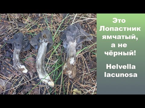 Видео: Это Лопастник ямчатый, а не чёрный! Helvella lacunosa.