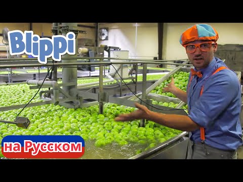 Видео: Блиппи на яблочной фабрике | Блиппи на Русском | Изучай этот Мир вместе с Блиппи | Blippi