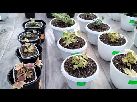 Видео: #105.Обзор неудачных черенков спустя месяц.Изменения в составе грунта для пеларгоний.