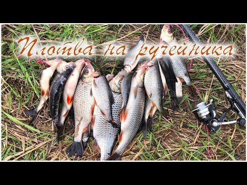 Видео: Большая плотва на маленькой речке