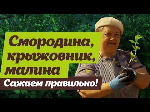 Видео: Как правильно сажать ягодные кустарники.  Смородина, крыжовник, малина