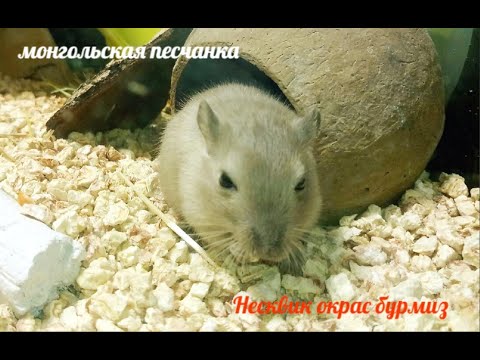 Видео: #Песчанки Несквик , Саванна , Сильвия , окрас бурмиз в НОВОМ доме с 27/01/2022 года / Мари Мистик